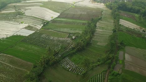 flight over of tonoboyo rice field, magelang, indonesia