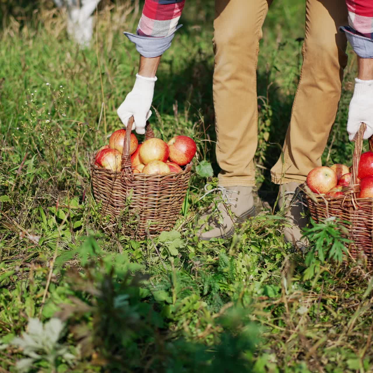 Mid aged farmer in plaid shirt walks by the garden carrying the baskets full of apples. Man puts the baskets on the grass in the sun