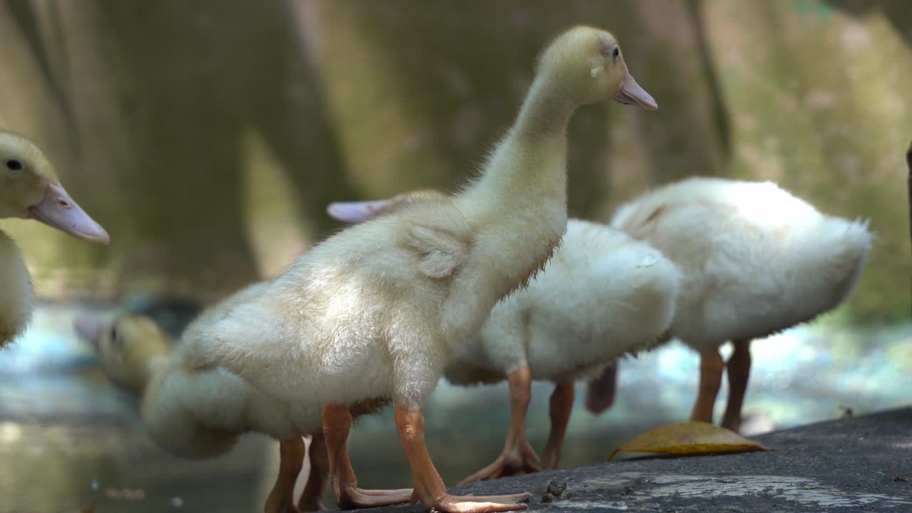 Gruppo di graziosi anatroccoli che scodinzolano vicino allo stagno, intingendo il becco nell'acqua in cerca di cibo, ripresa ravvicinata a mano libera a livello del suolo.