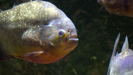 piraña de vientre rojo pygocentrus nattereri primer plano en el acuario danuri ciudad de danyang corea