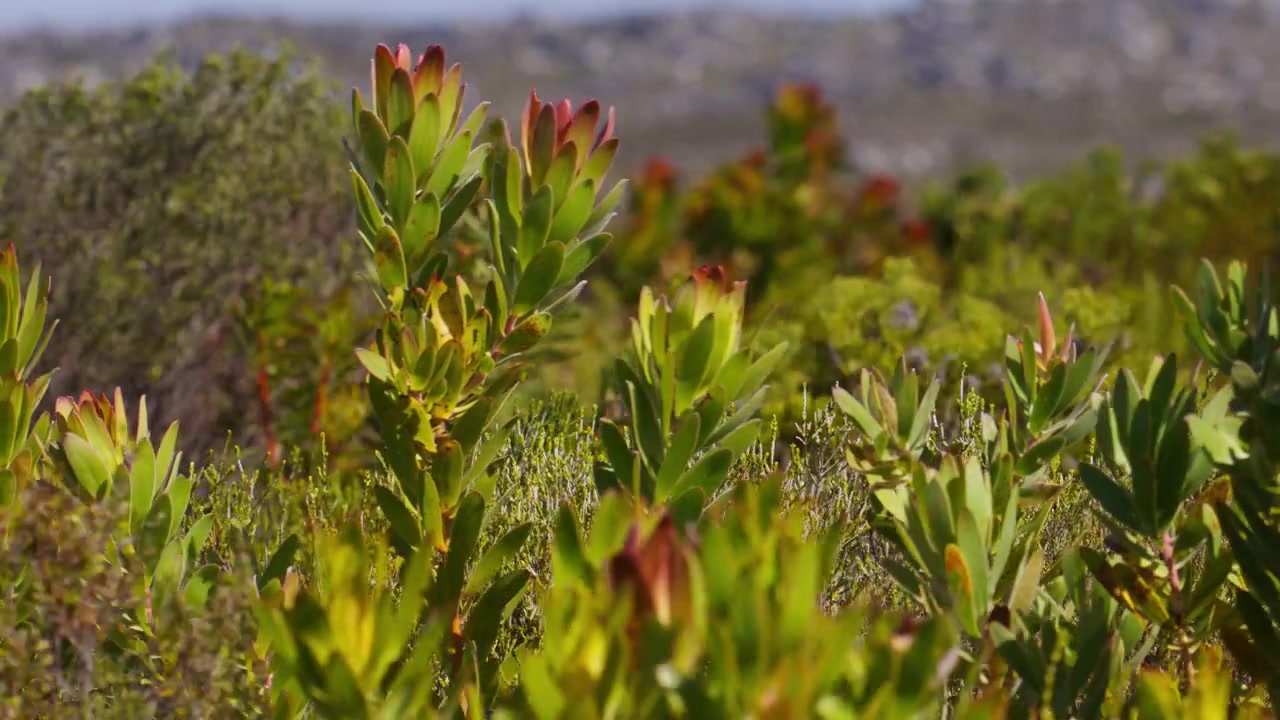 Vegetação costeira verde com plantas floridas no Parque Nacional de Cape Point