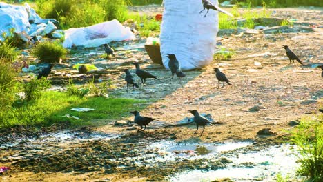 crow birds near trash on the ground in landfill - high angle shot