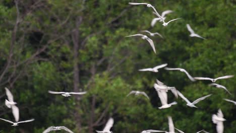 Los-Charranes-Son-Aves-Marinas-Que-Se-Pueden-Encontrar-En-Todo-El-Mundo-En-El-Mar,-Ríos-Y-Otros-Cuerpos-De-Agua-Más-Amplios