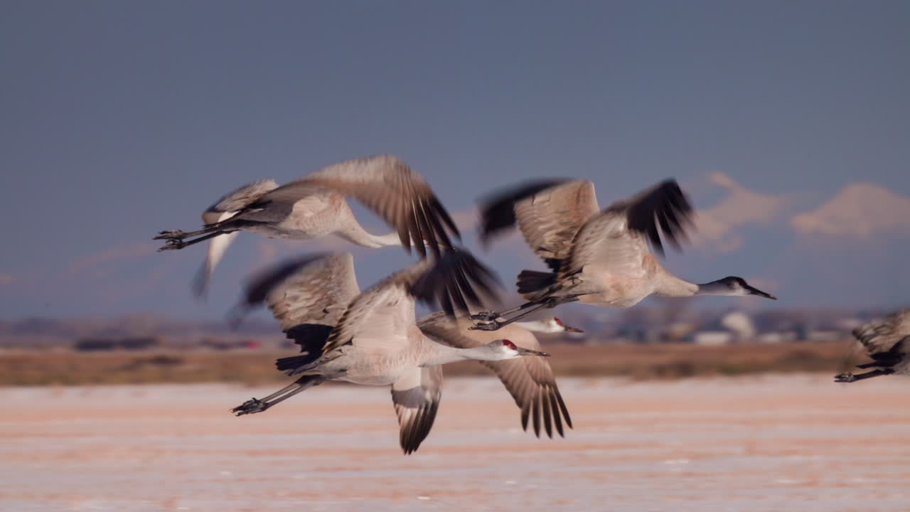 las grullas de las colinas de arena volando en invierno cerca en cámara lenta