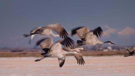 sandhill cranes taking flight in winter close up slow motion