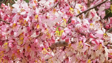 cherry blossom or sakura shaking with a strong wind as seen at a park