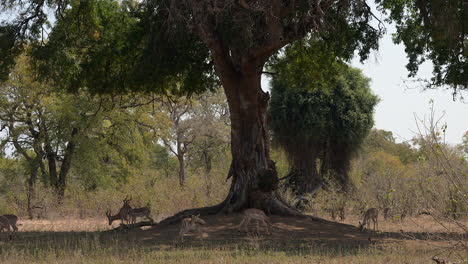 impala or rooibok herd relaxing in the shade of a big tree