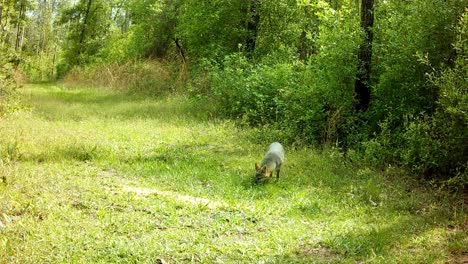 Gray-fox-walking-in-on-a-trail-to-eat-corn-and-one-cautiously-follows-it