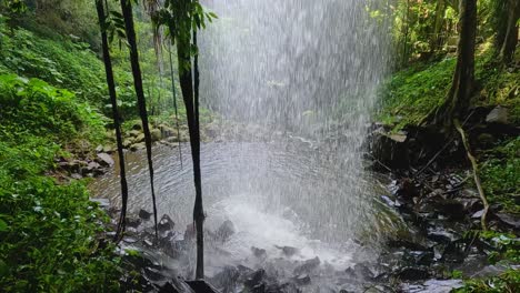 a gentle waterfall cascades amidst lush greenery in dorrigo national park, creating a tranquil and refreshing atmosphere