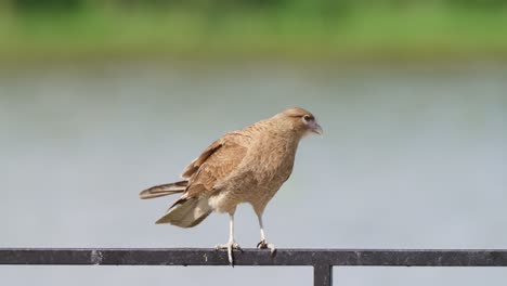 salvaje chimango caracara, milvago chimango parado en la barricada junto al lago, limpiando su pico contra la barra de metal para limpiar, pulir y afilar antes de cazar presas en un día ventoso