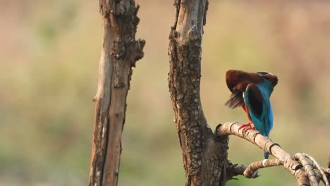 Kingfisher-in-pond-area-waiting-for-pray-