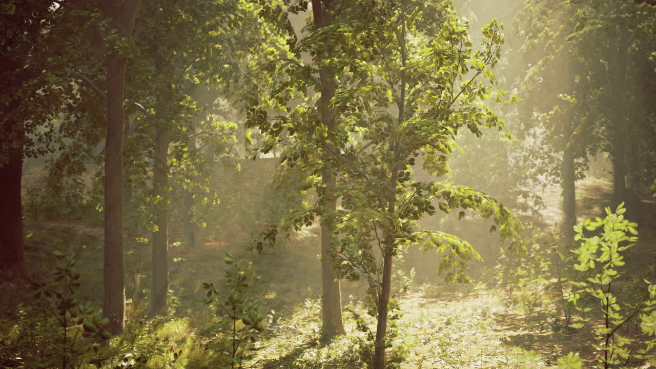 Lush forest landscape illuminated by sunlight during early morning hours