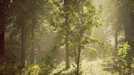 lush forest landscape illuminated by sunlight during early morning hours