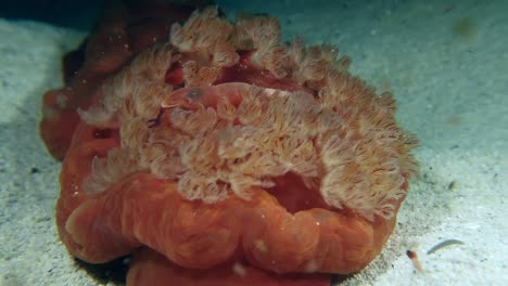 primer plano de camarón emperador jugando con bailarina española bajo el agua por la noche