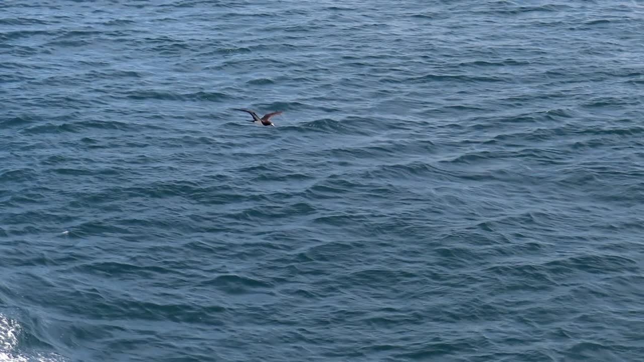 коричневый олуш, парящий вдоль воды в замедленной съемке