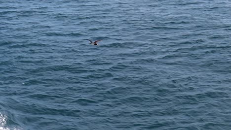 Piquero-Marrón-Volando-A-Lo-Largo-Del-Agua-En-Cámara-Lenta