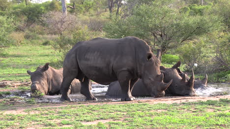 Un-Choque-De-Rinocerontes-Blancos-Que-Se-Apoderan-De-Todo-El-Pozo-De-Agua-Mientras-Se-Relajan-Y-Se-Refrescan