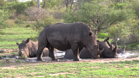 a crash of white rhinos taking over the entire waterhole as they relax and cool off