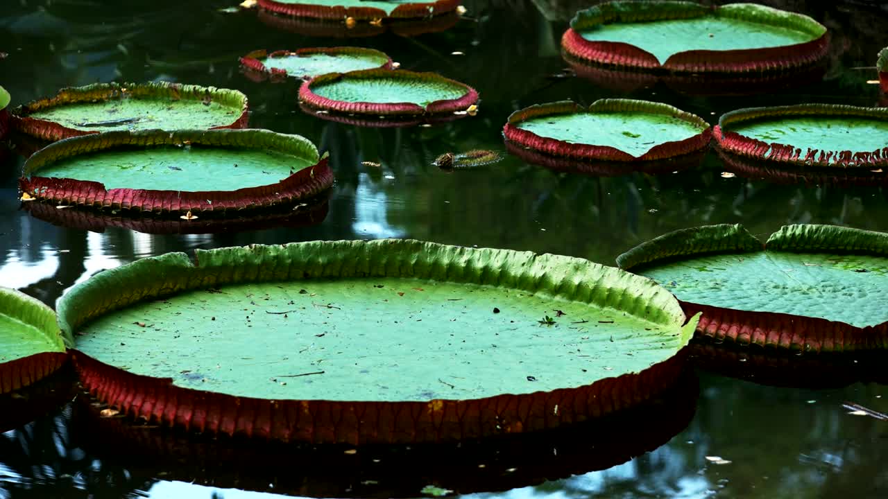 리오에서 자라는 거대한 아마존 수풀의 근접 사진
