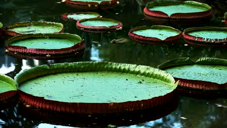 close up of giant amazon waterlily growing in rio