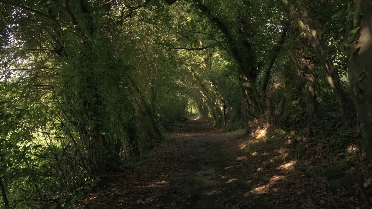 Tropical Forest Tree Trails In Sisalde, Arteixo, Galicia Spain. POV Shot