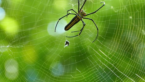 spider eating on the web macro