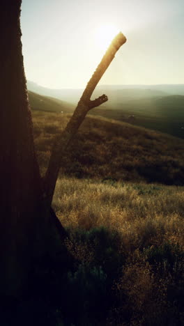 sunset over a field with a tree and branch in the foreground