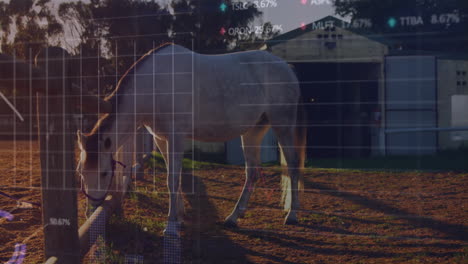 white horse grazing in paddock at glowing sunset, showing animated stock tickers and charts