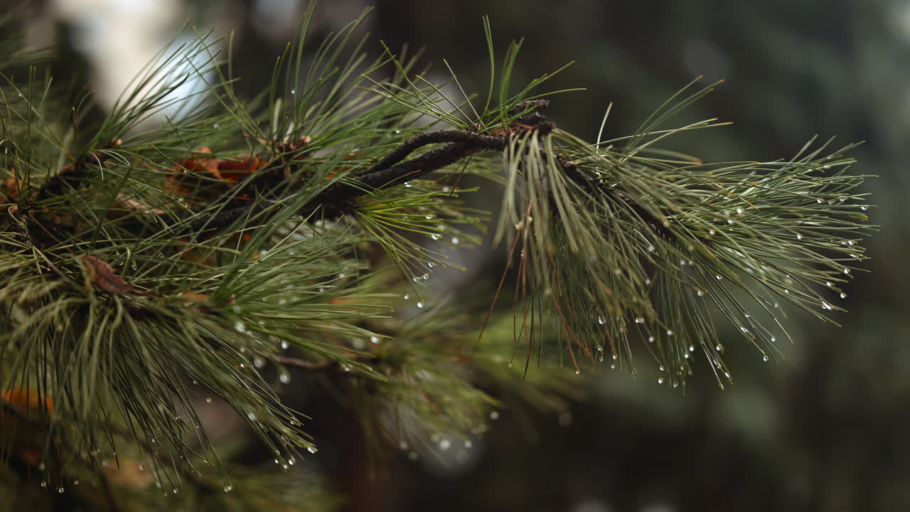 Close up of pine tree needles covered with water droplets after rain or snow melt