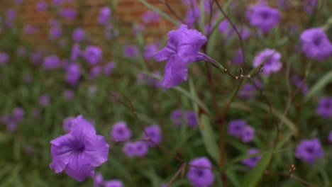 primer plano de un arbusto de flores silvestres