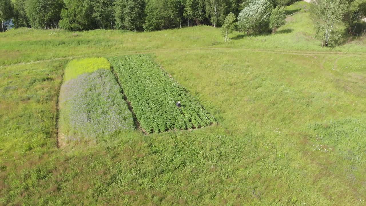 mujer granjero recoger escarabajo de colorado trabajo en un campo pequeño tiro de órbita aérea amplia