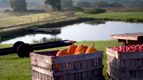 bins of freshly picked apples and pumpkins sit in the foggy morning light