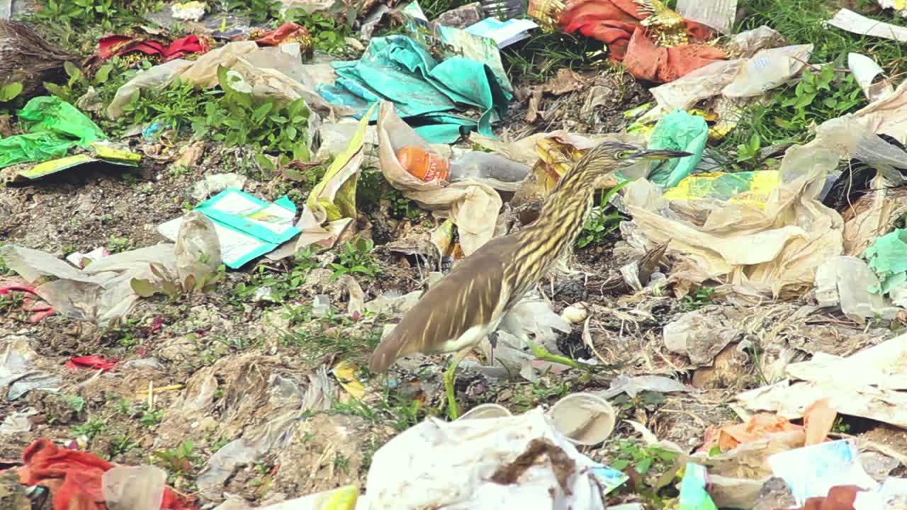 Beautiful Indian brown Pond heron searching for hunt in Trash I Indian brown heron stock video