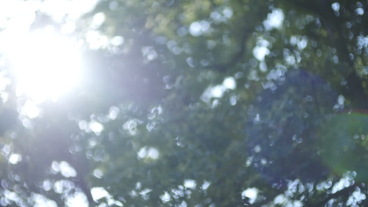 утреннее солнце пробивается сквозь листья на восходе 6