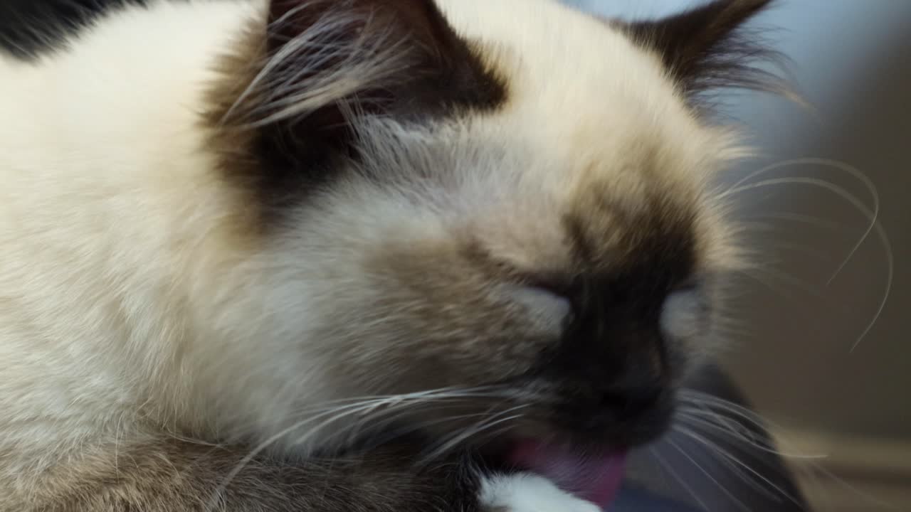 Gatto Ragdoll triste e ferito che si lecca impotente