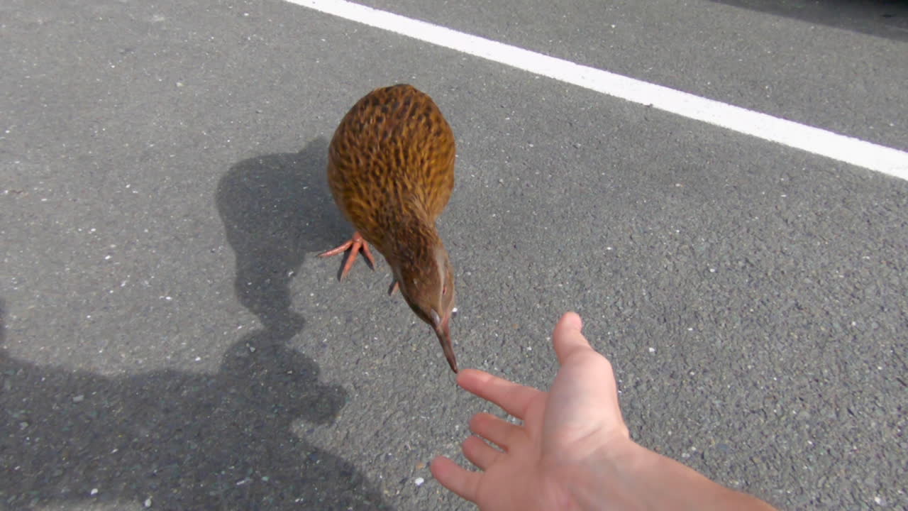 뉴질랜드의 새가 먹이를 찾아 사람의 손가락을 집어먹는다