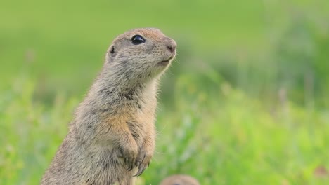 Mountain-Caucasian-ground-squirrel-or-Elbrus-ground-squirrel-(Spermophilus-musicus)-is-a-rodent-of-the-genus-of-ground-squirrels.