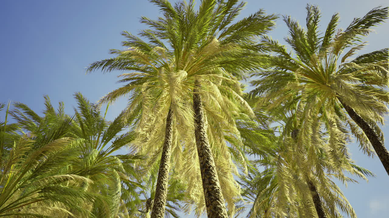 Palm trees sway under the clear blue sky on a sunny day in a tropical paradise