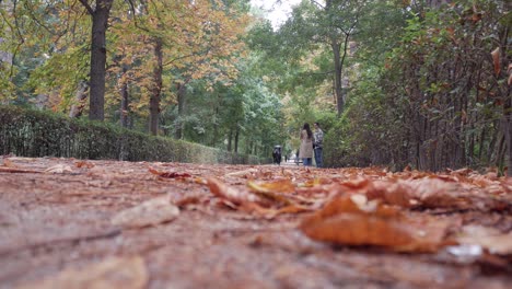 deciduous tree leaves on ground floor during autumn at park pathway. people and dog walkers enjoying. green hedgerow to the side and yellow tones on tree frond.