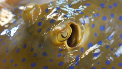 live-stingray-fish-eyes-footage