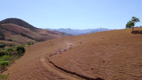 stampeding cattle in the sao bento do sapucai valley