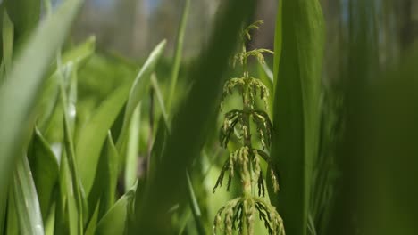 green horsetail plant in a natural setting