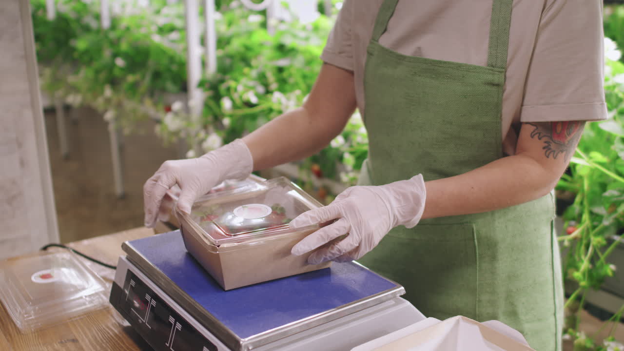Strawberries being weighed in an indoor farm