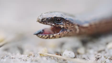 Close-Up-View-Of-Anguis-fragilis-Opening-Mouth