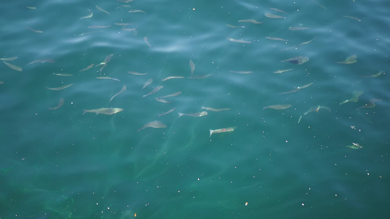 은 파란 물 에서 헤엄치는 물고기 들 의 무리