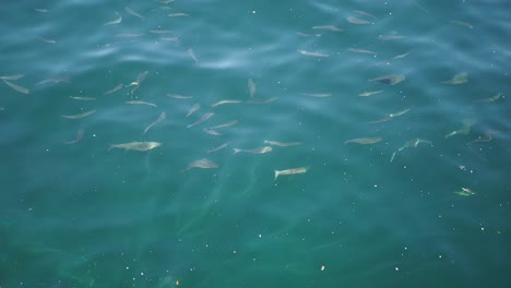 un grupo de peces nadando en aguas azules claras