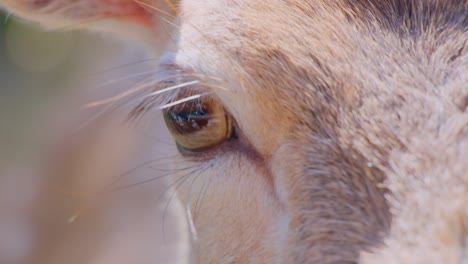primer plano de un ojo de animal