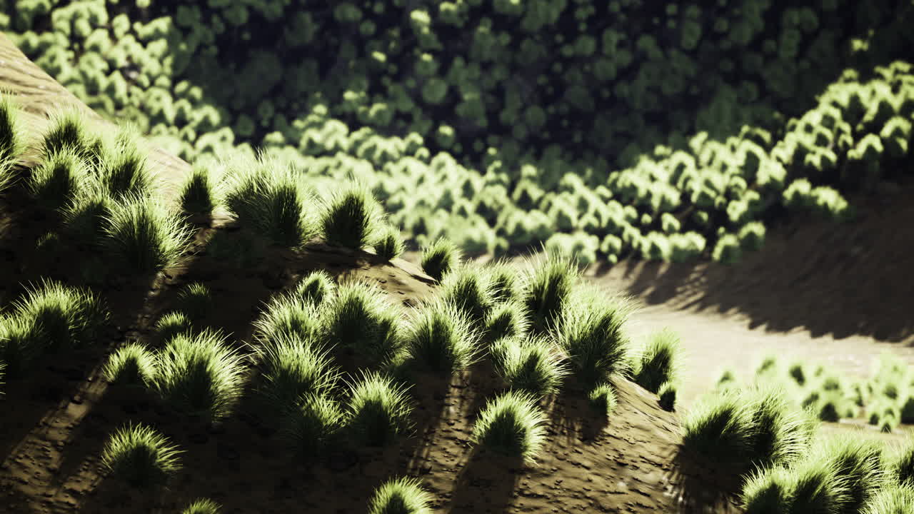 Lush green grasses elegantly sway in the sunlight on rolling hills