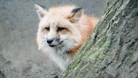 zorro de platino dorado detrás de un árbol curiosamente mirando a lo lejos el pueblo de zorros zao en miyagi, japón