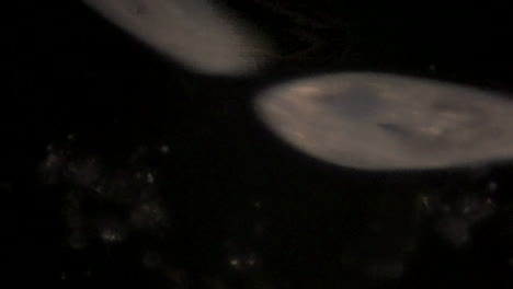 Microscopic-view-of-the-uni-cellular-organism,-Paramecium